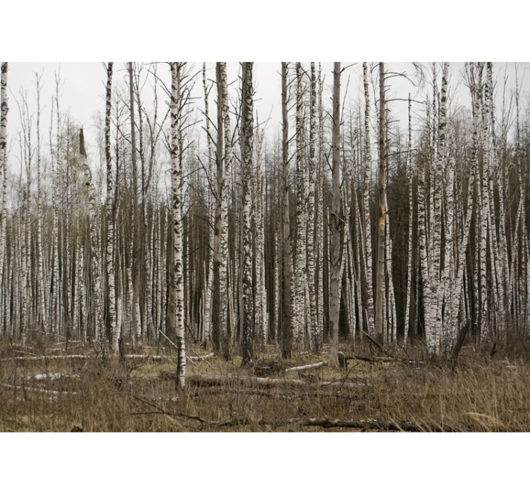 Grey birch forest nature wall mural - TenStickers
