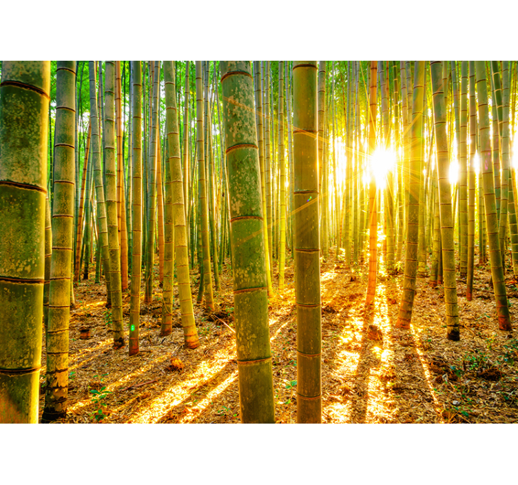 Bamboo forest in sunlight landscape wall mural - TenStickers