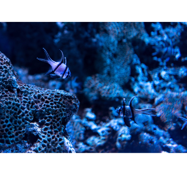 Coral Reef Fish animal wall mural - TenStickers