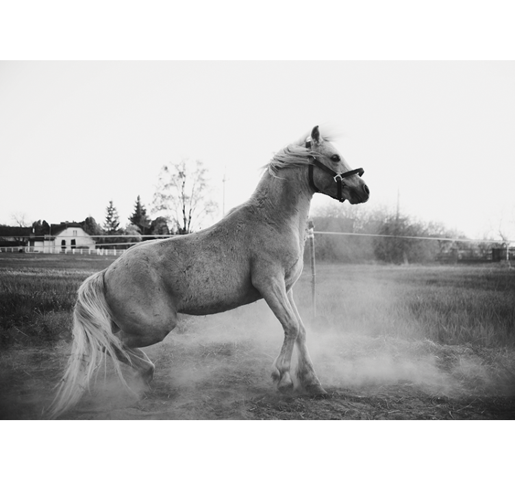 Animal wall mural galloping pony - TenStickers