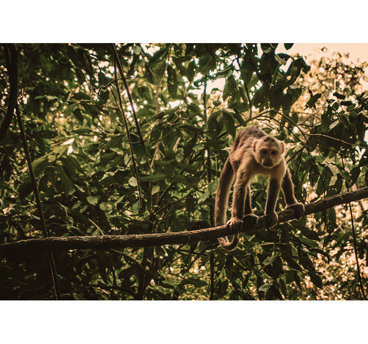 Monkey on Branch animal wall mural - TenStickers