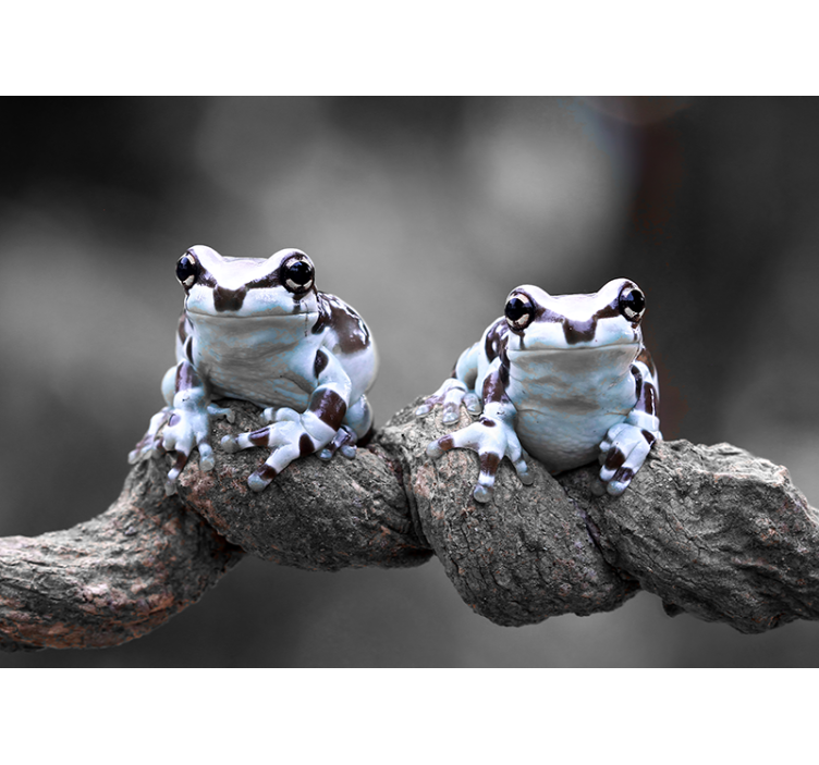 Tree Frogs Pair animal wall mural - TenStickers