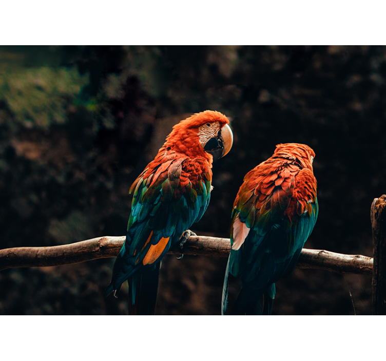 Colorful Parrots Together animal wall mural - TenStickers