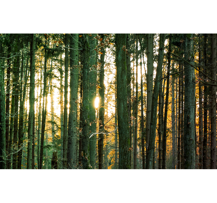 Radiant Woodland View forest wall mural - TenStickers