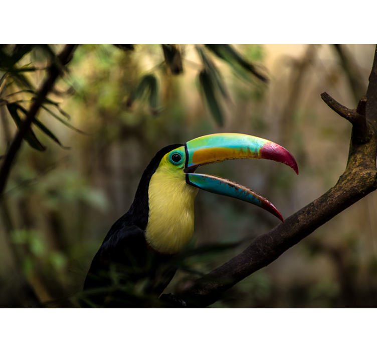 Animal wall mural colorful toucan portrait - TenStickers