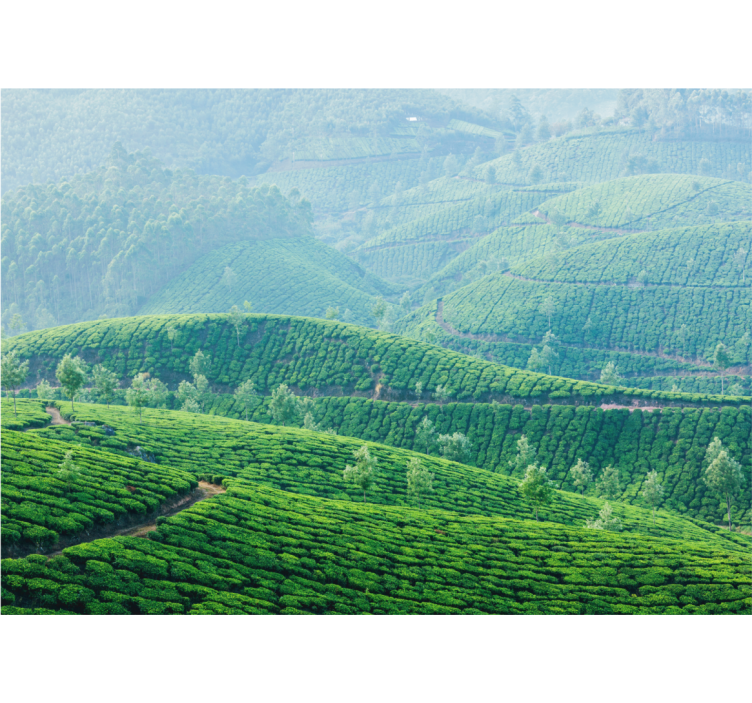 Landscape wall mural tea plantation hills - TenStickers