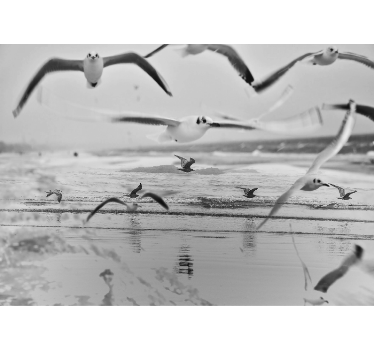 Seagulls Over Ocean animal wall mural - TenStickers