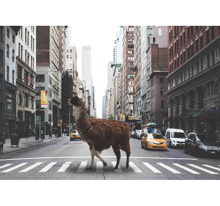 Animal wall mural llama on street - TenStickers