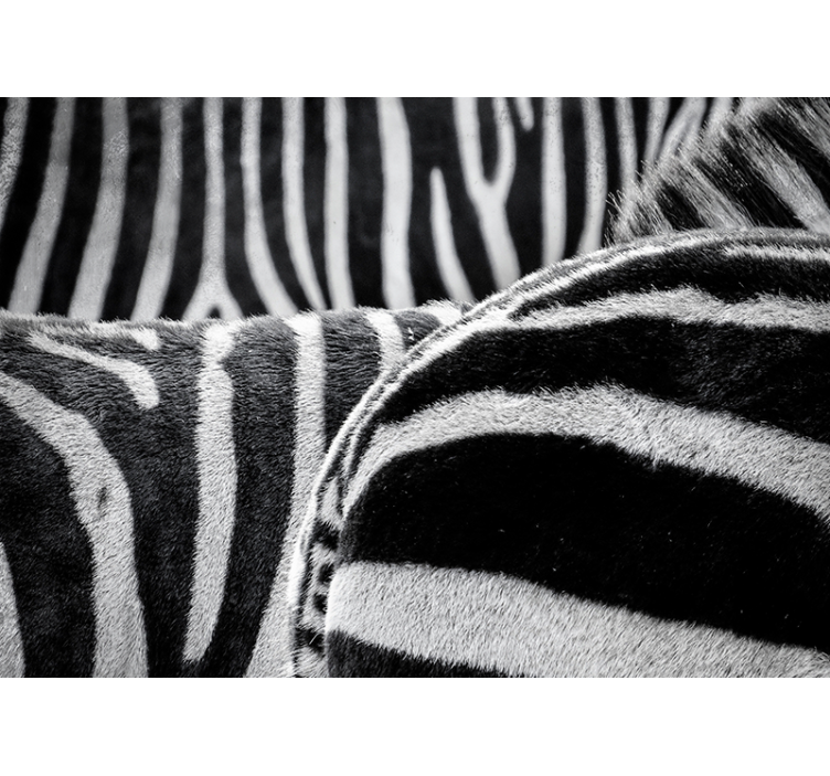 Zebra horses photo wall mural - TenStickers