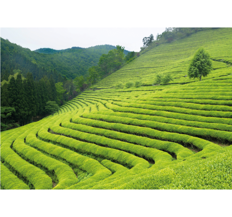 Nature wall mural tea estate scenery - TenStickers