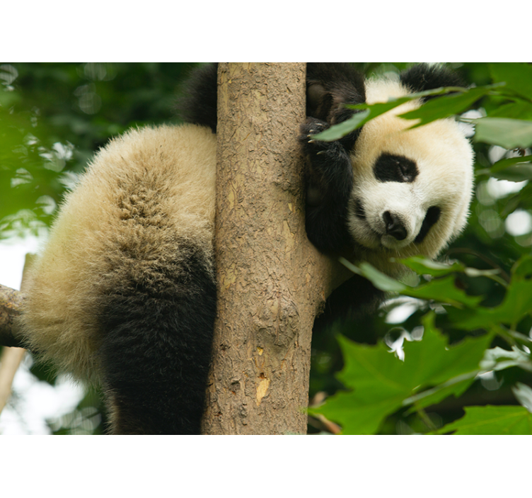 Panda Climbing Tree animal wall mural - TenStickers