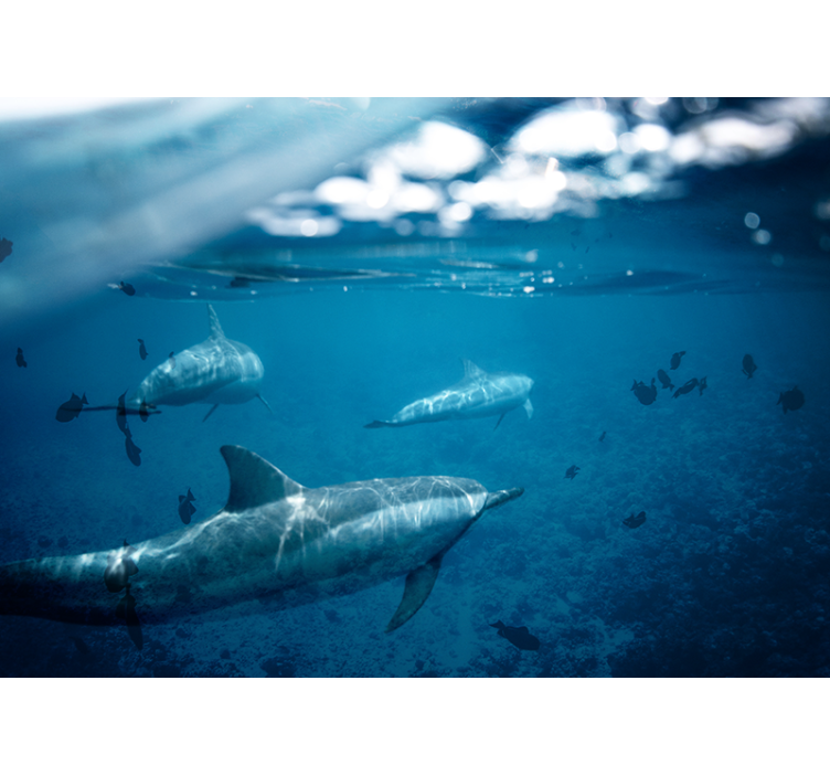 Underwater Dolphin Encounter sea animals wall mural - TenStickers