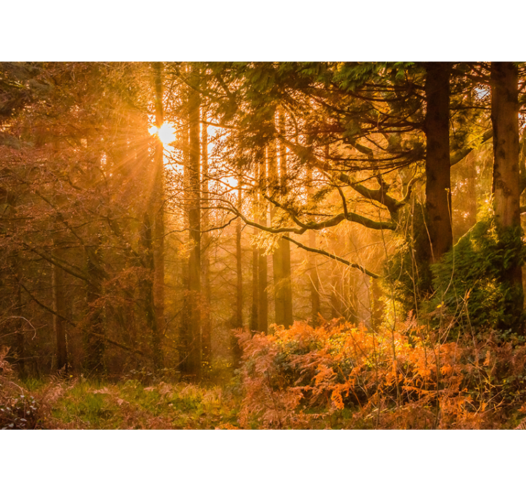 Illuminated Woodland Landscape nature wall mural - TenStickers