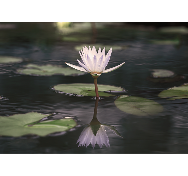 Lotus Blossom Reflection flower wall mural - TenStickers