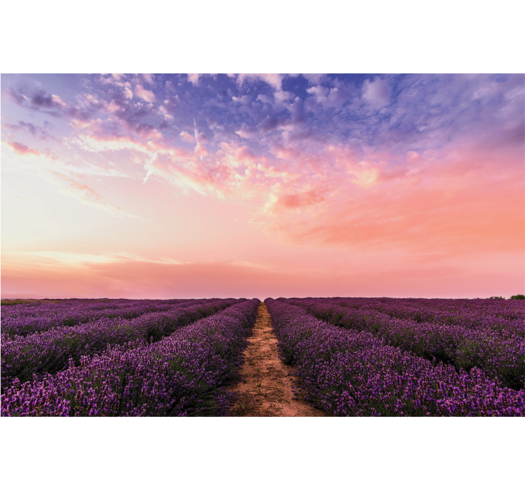 Lavender Field Sunset flower wall mural - TenStickers