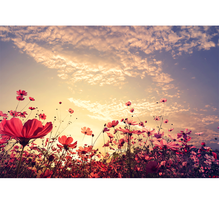 Flower wall mural cosmos flower field - TenStickers