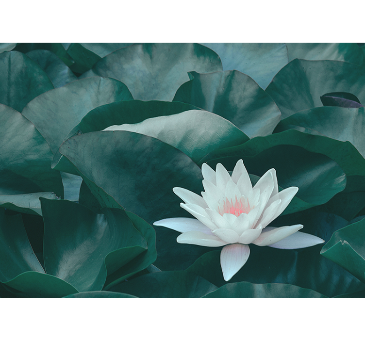 Lotus Bloom Close-up flower wall mural - TenStickers