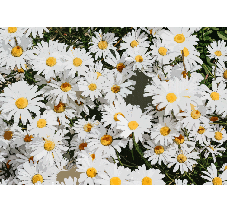 Flower wall mural daisy blossom field - TenStickers