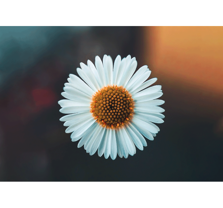 Single daisy nature wall mural - TenStickers