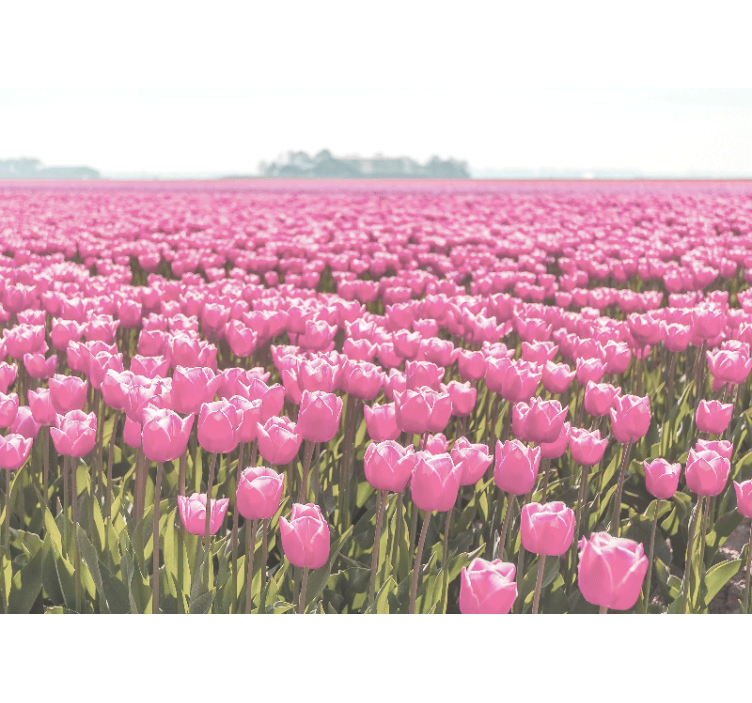 Poppy wall mural in pink tulip fields - TenStickers