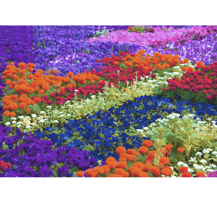 Colorful field flower wall mural - TenStickers