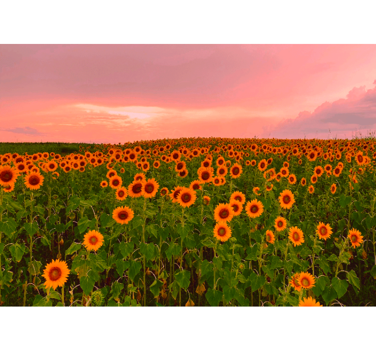Flower wall mural vibrant sunflower field - TenStickers