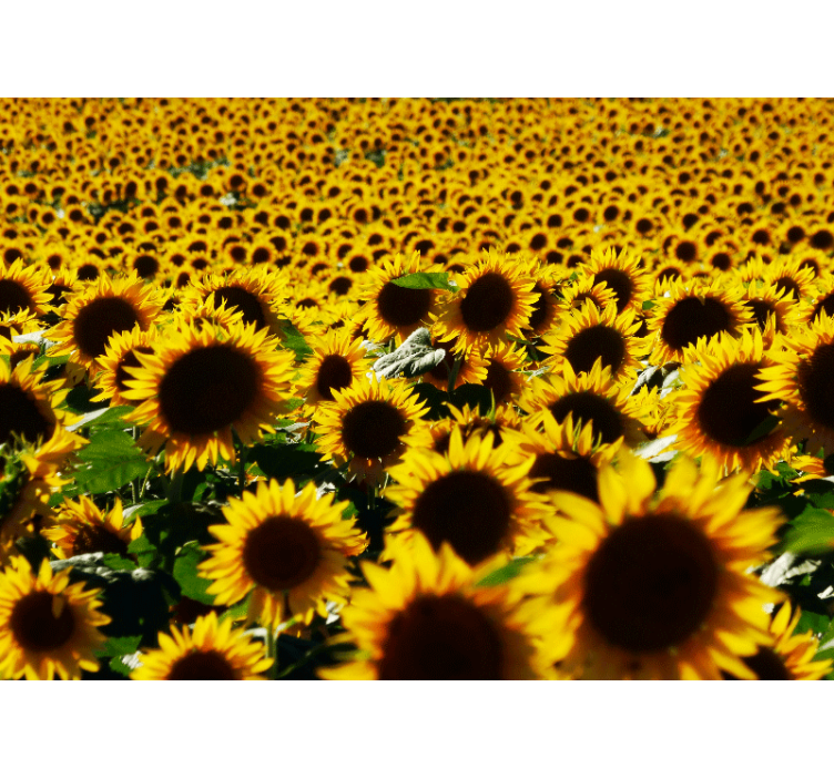 Flower wall mural sunflower meadow blossom - TenStickers