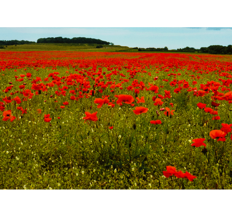 Poppy wall mural vibrant poppy field - TenStickers