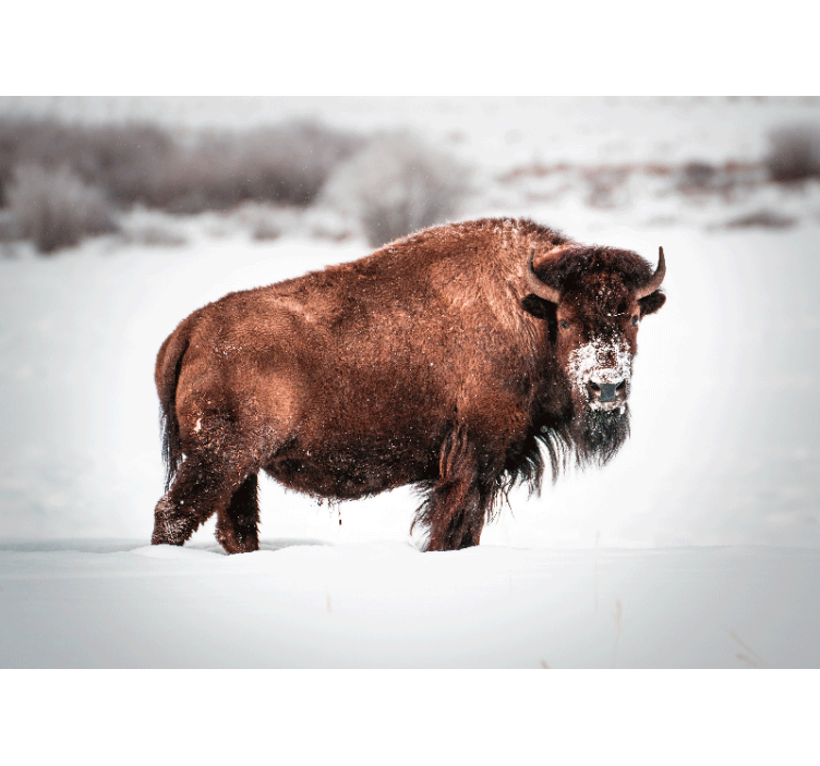 Animal wall mural majestic bison pose - TenStickers