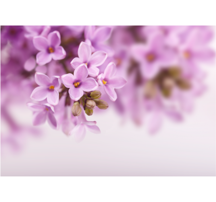 Flower wall mural delicate lilac blooms - TenStickers
