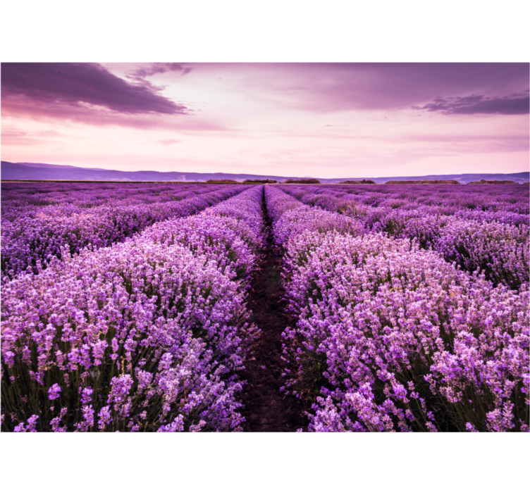 Flower wall mural lavender meadow serenity - TenStickers