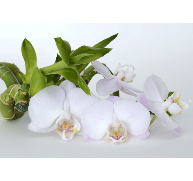 Orchid wall mural elegant orchid display - TenStickers