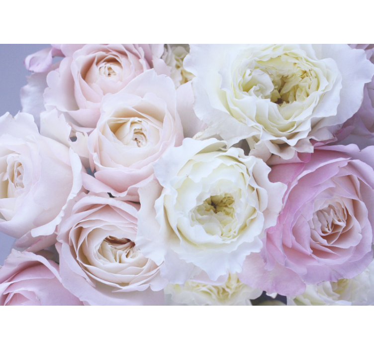 Soft Pink Shades rose wall mural - TenStickers