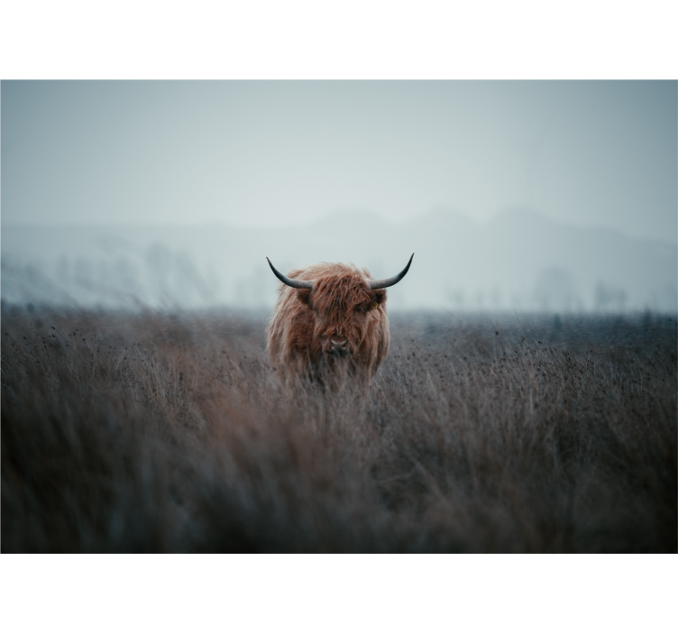 Highland brown cow nature wall mural - TenStickers