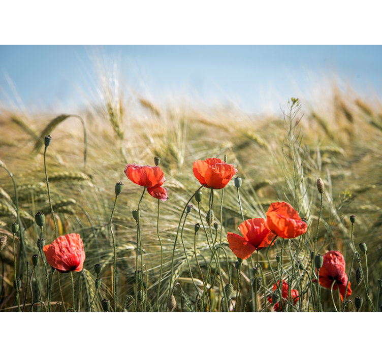 Poppy wall mural poppy meadow serenity - TenStickers