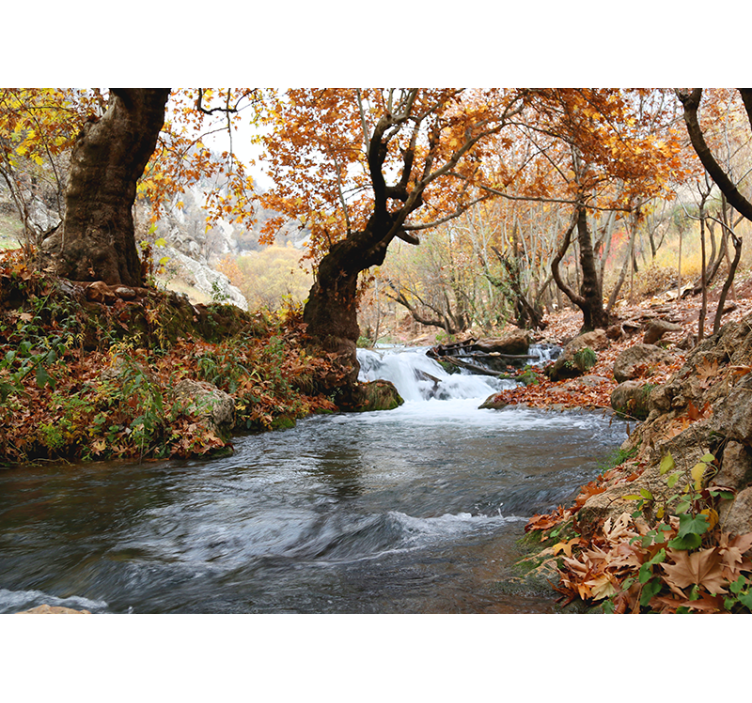 Nature wall mural forest stream calm - TenStickers