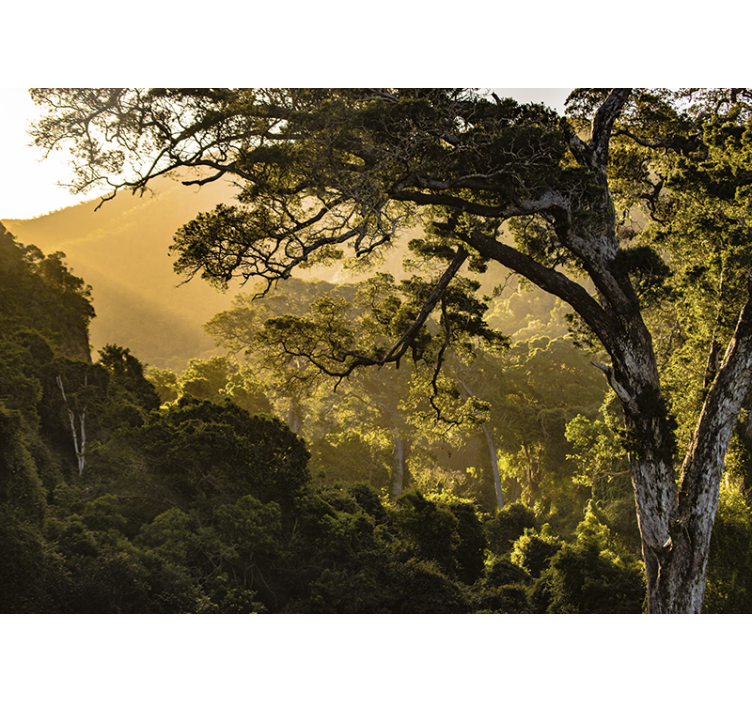 Nature wall mural verdant woodland scene - TenStickers