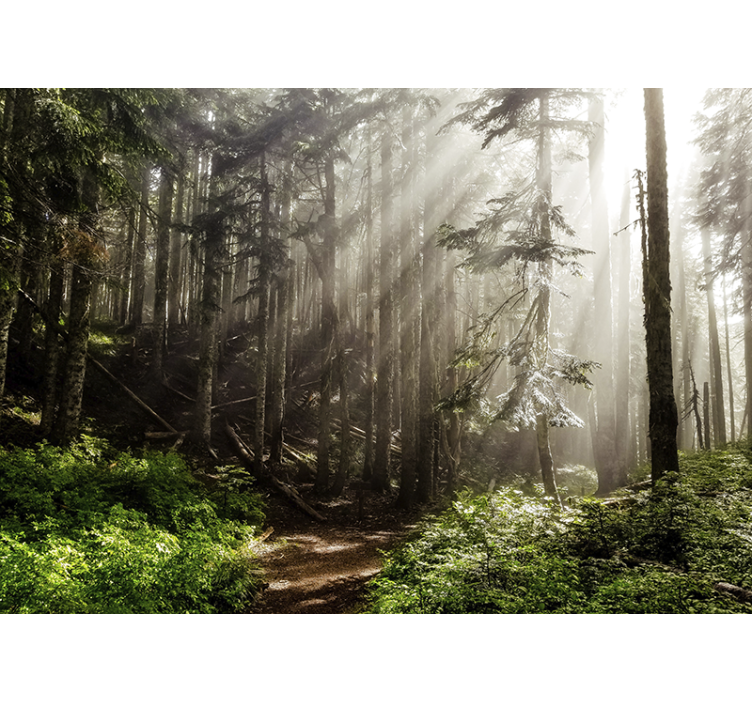 Nature wall mural foggy forest view - TenStickers