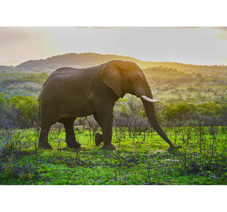 Animal wall mural majestic elephant scene - TenStickers