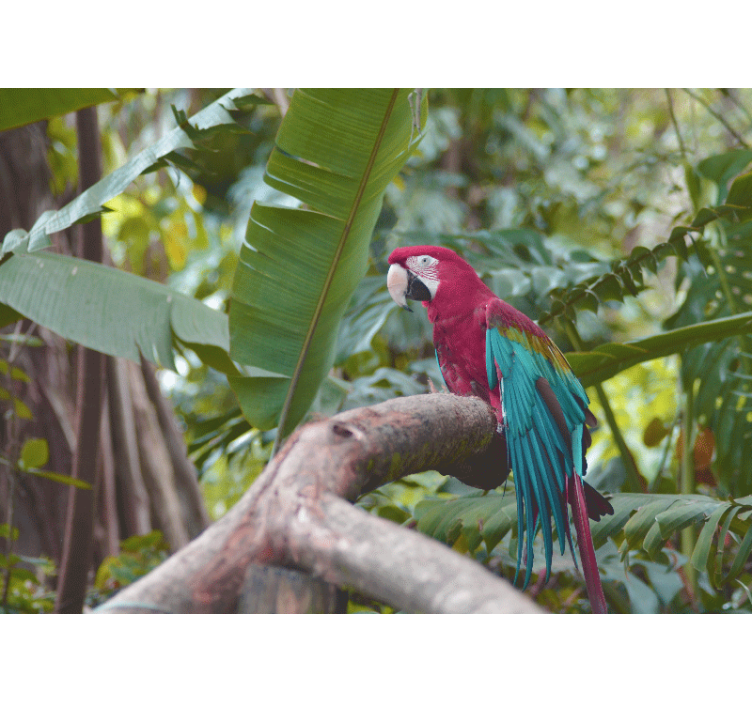Animal wall mural colorful macaw parrot - TenStickers