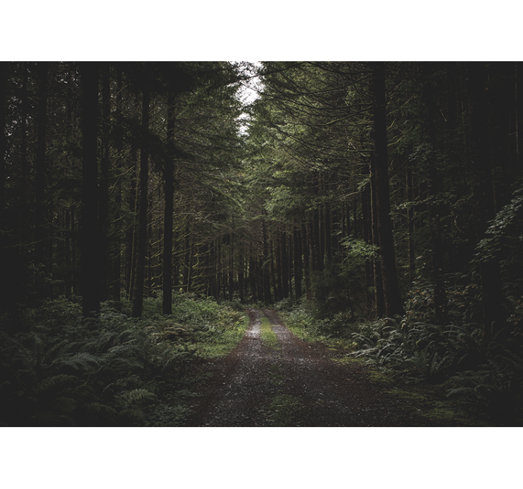 Nature wall mural verdant woodland path - TenStickers