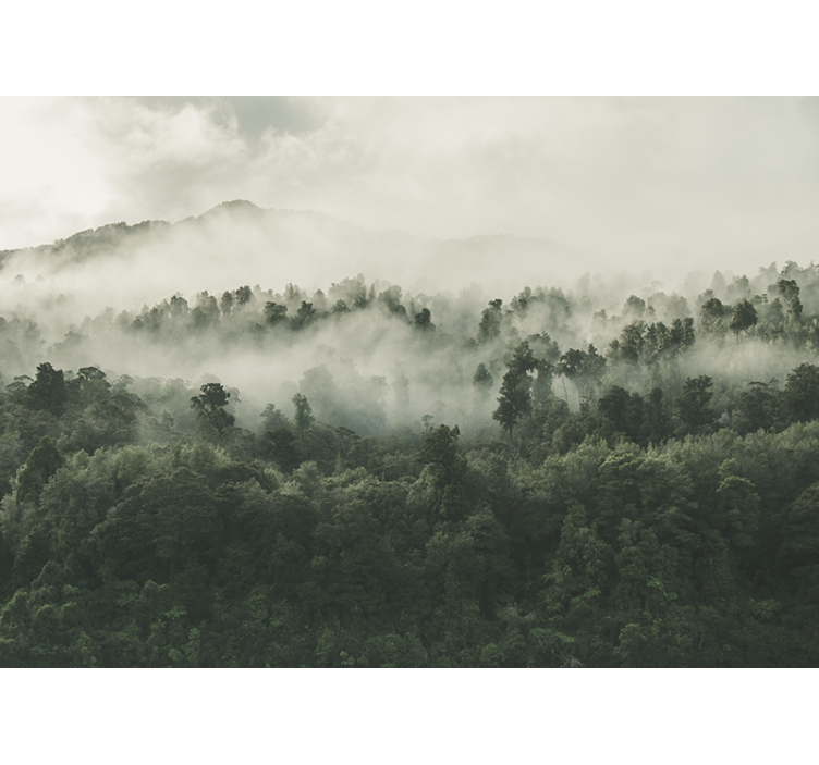 Forest with fog from above Wall Mural - TenStickers