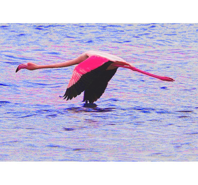 Flamingo in flight animal wall mural - TenStickers