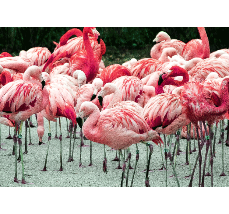 Animal wall mural flamingo flock - TenStickers
