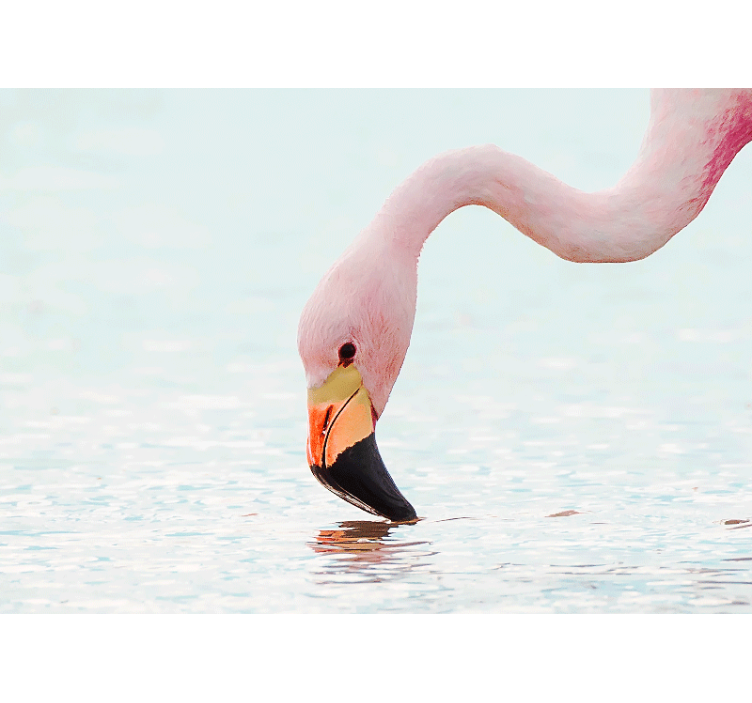 Animal wall mural flamingo water reflection - TenStickers