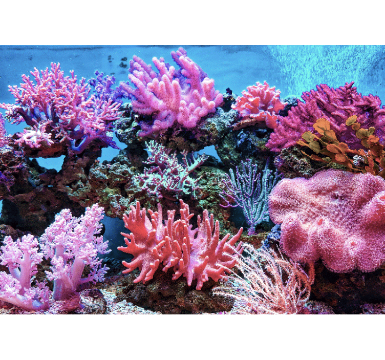 Aquatic Coral Scene sea animals wall mural - TenStickers