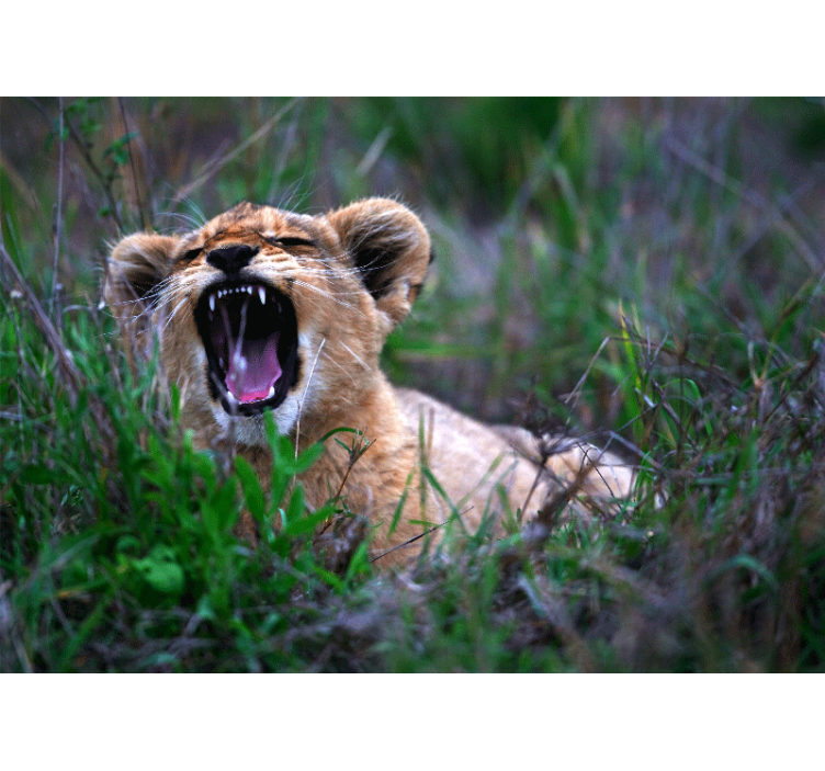 Lion wall mural roaring lion cub - TenStickers