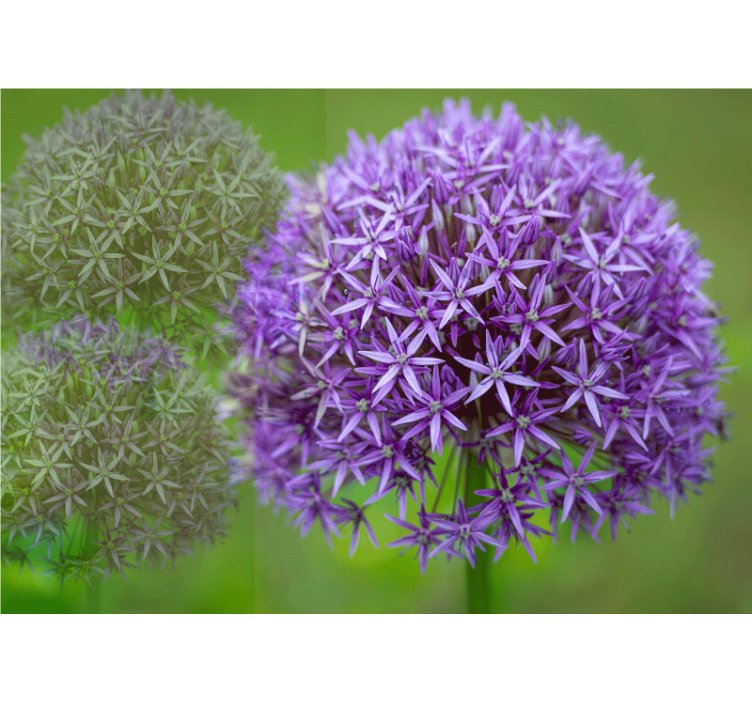 Poppy wall mural purple flower design - TenStickers