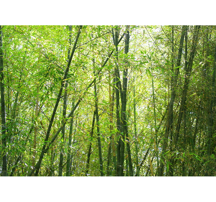 Bamboo landscape tree mural - TenStickers