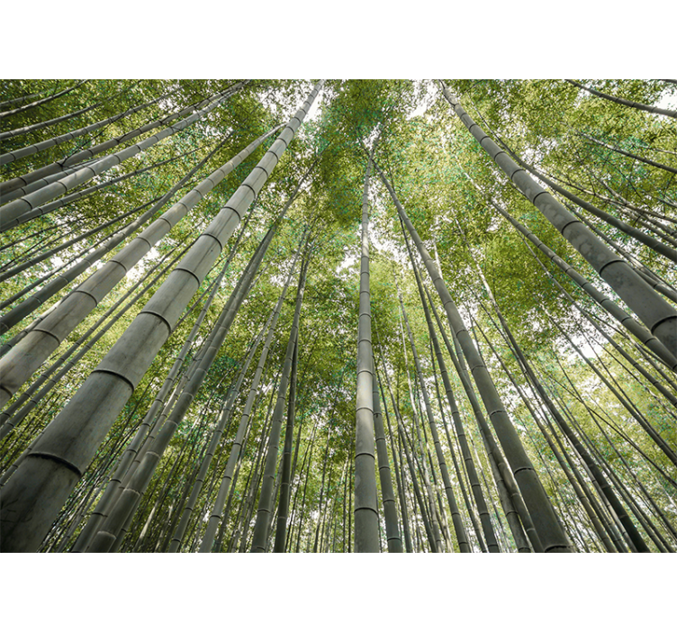 Bamboo wall mural tall bamboo forest - TenStickers